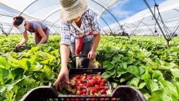 Saisonnières marocaines à Huelva: La Campagne 2020 est lancée