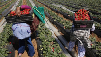 Espagne : Vox veut réviser les contrats des saisonnières marocaines ou les expulser